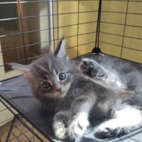 Chaton main coon loof #2