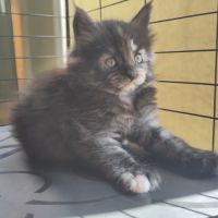 Chaton main coon loof #3