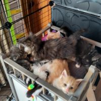 Chaton main coon loof #5