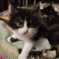 Chaton main coon loof #7