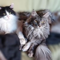 Chaton main coon loof #8