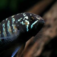 Couple de  nannacara adoketa