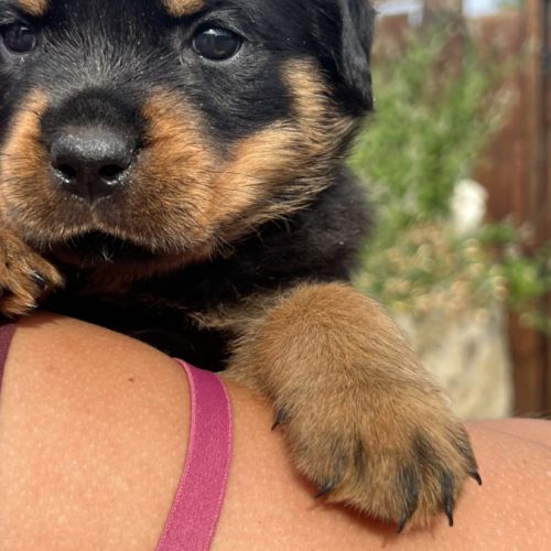 Chiot rottweiler lof issus d’un champion de france #3