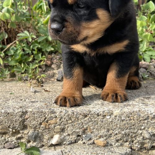 Chiot rottweiler lof issus d’un champion de france #4