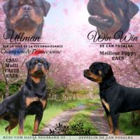 Chiot rottweiler lof issus d’un champion de france