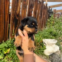 Chiot rottweiler lof issus d’un champion de france #2