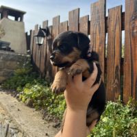 Chiot rottweiler lof issus d’un champion de france #5