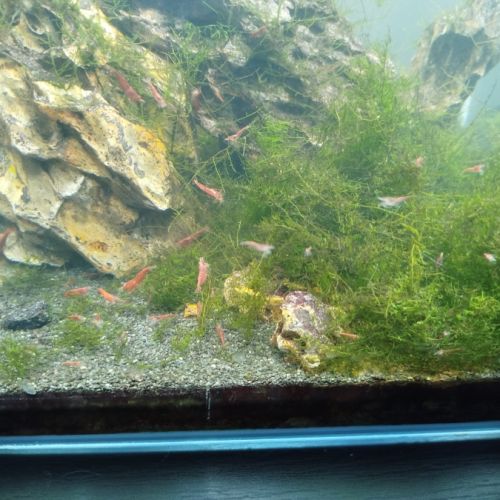 Crevettes avec aquarium complet 20l #1