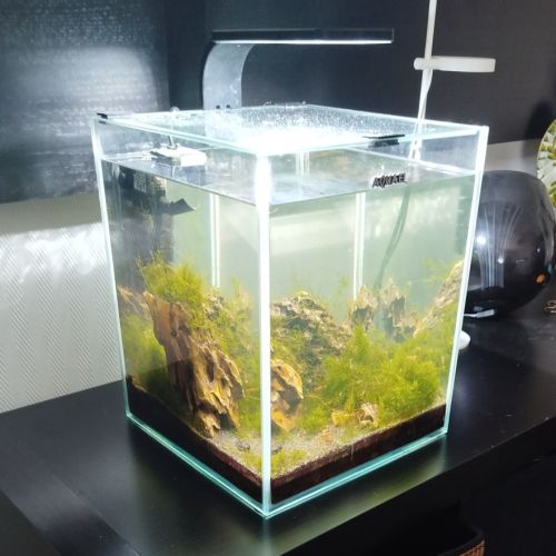 Crevettes avec aquarium complet 20l