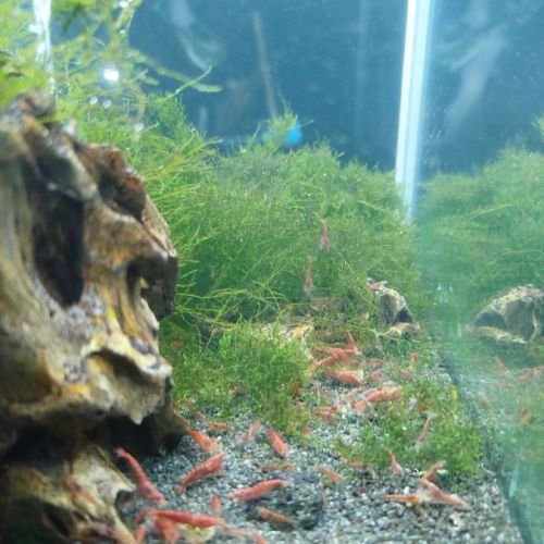 Crevettes avec aquarium complet 20l #4