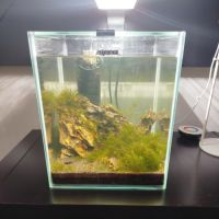 Crevettes avec aquarium complet 20l #2