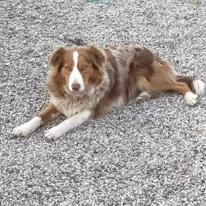 Chiots border collie #1