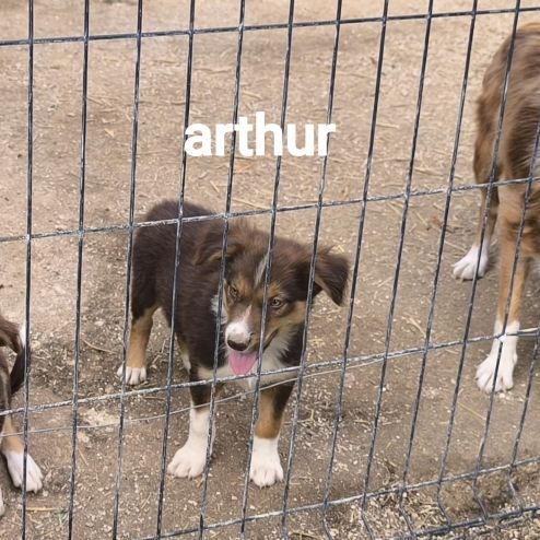 Chiots border collie #3