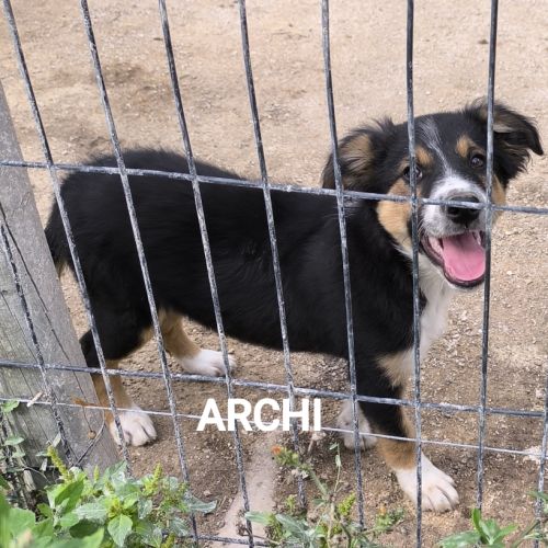 Chiots border collie #4