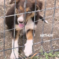 Chiots border collie