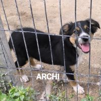 Chiots border collie #4