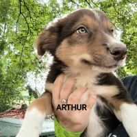 Chiots border collie #5