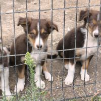 Chiots border collie #6