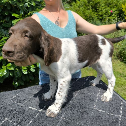 Chiot mâle münsterlander #2