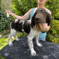 Chiot mâle münsterlander