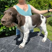 Chiot mâle münsterlander #2