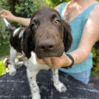 Chiot mâle münsterlander #3