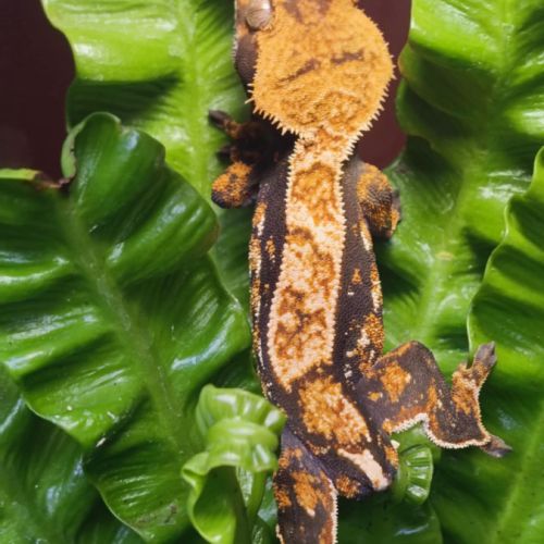 Geckos à crête (correlophus ciliatus) #2