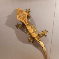 Geckos à crête (correlophus ciliatus) #1