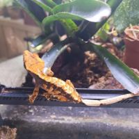 Geckos à crête (correlophus ciliatus) #3