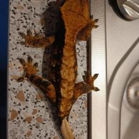 Geckos à crête (correlophus ciliatus) #4