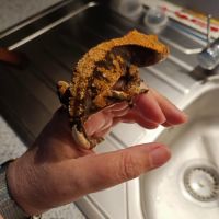 Geckos à crête (correlophus ciliatus)