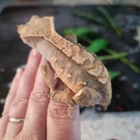 Geckos à crête (correlophus ciliatus) #6