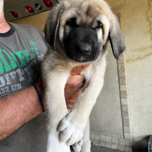 Disponible chiots kangal - lof #5
