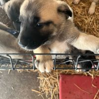 Disponible chiots kangal - lof #2