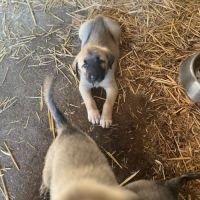 Disponible chiots kangal - lof #3