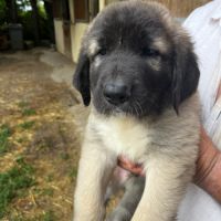 Disponible chiots kangal - lof