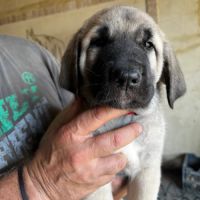 Disponible chiots kangal - lof #6