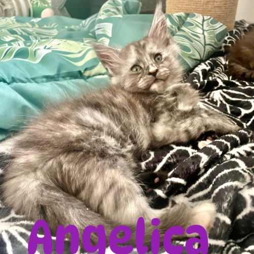 Chaton maine coon loof #1