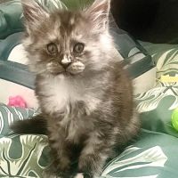 Chaton maine coon loof