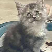 Chaton maine coon loof #3