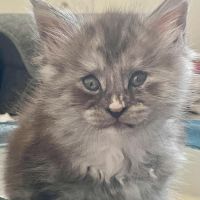 Chaton maine coon loof #4