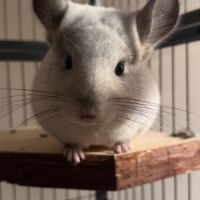 Chinchillas à adopter