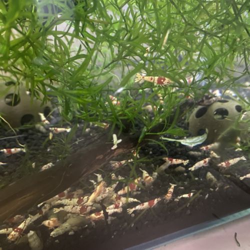 Crevette crystal red pure red line grade ss #1