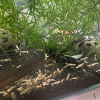 Crevette crystal red pure red line grade ss #1