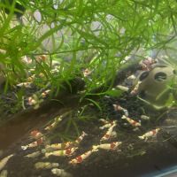 Crevette crystal red pure red line grade ss #2