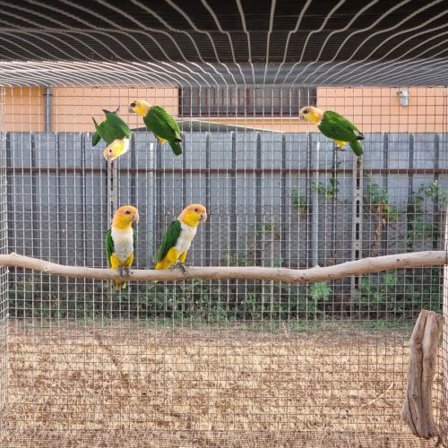 Caiques tete orange #1