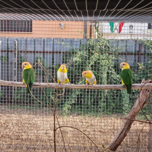 Caiques tete orange #3