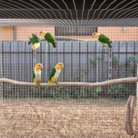 Caiques tete orange #1