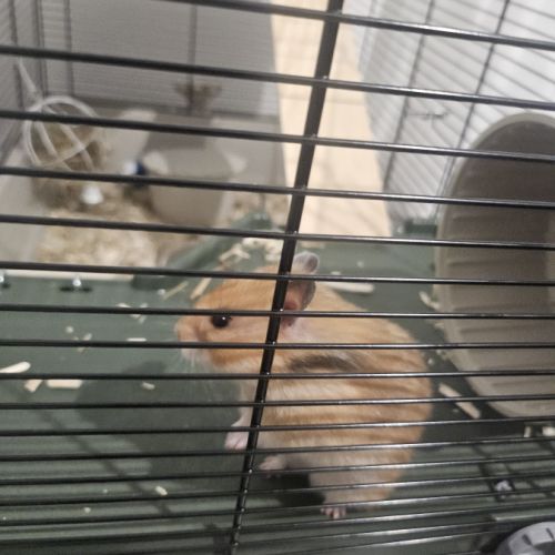 Hamster doré #2