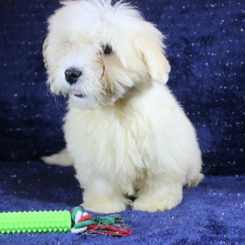 Chiots coton de tulear